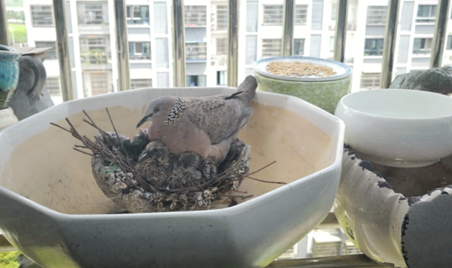 关关雎鸠是成语吗，“关关雎鸠”（为何说吃它的肉会有很大的危害）