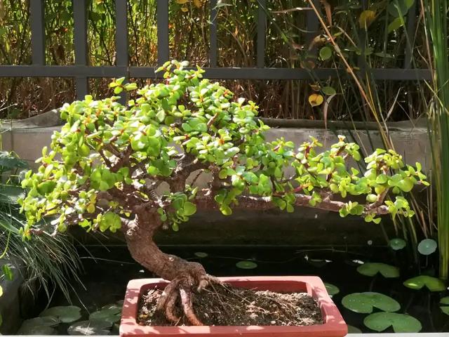 鲜花能保存多久，鲜花怎么能保存的时间长一点（堪称“死不了”）