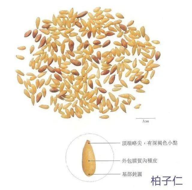 柏子仁的功效与作用，制远志的功效与作用（每天学习一味中药——柏子仁）