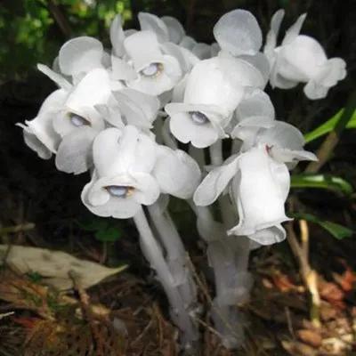水晶兰的花语是什么，水晶兰是吉祥花吗（幽灵之花一一水晶兰）
