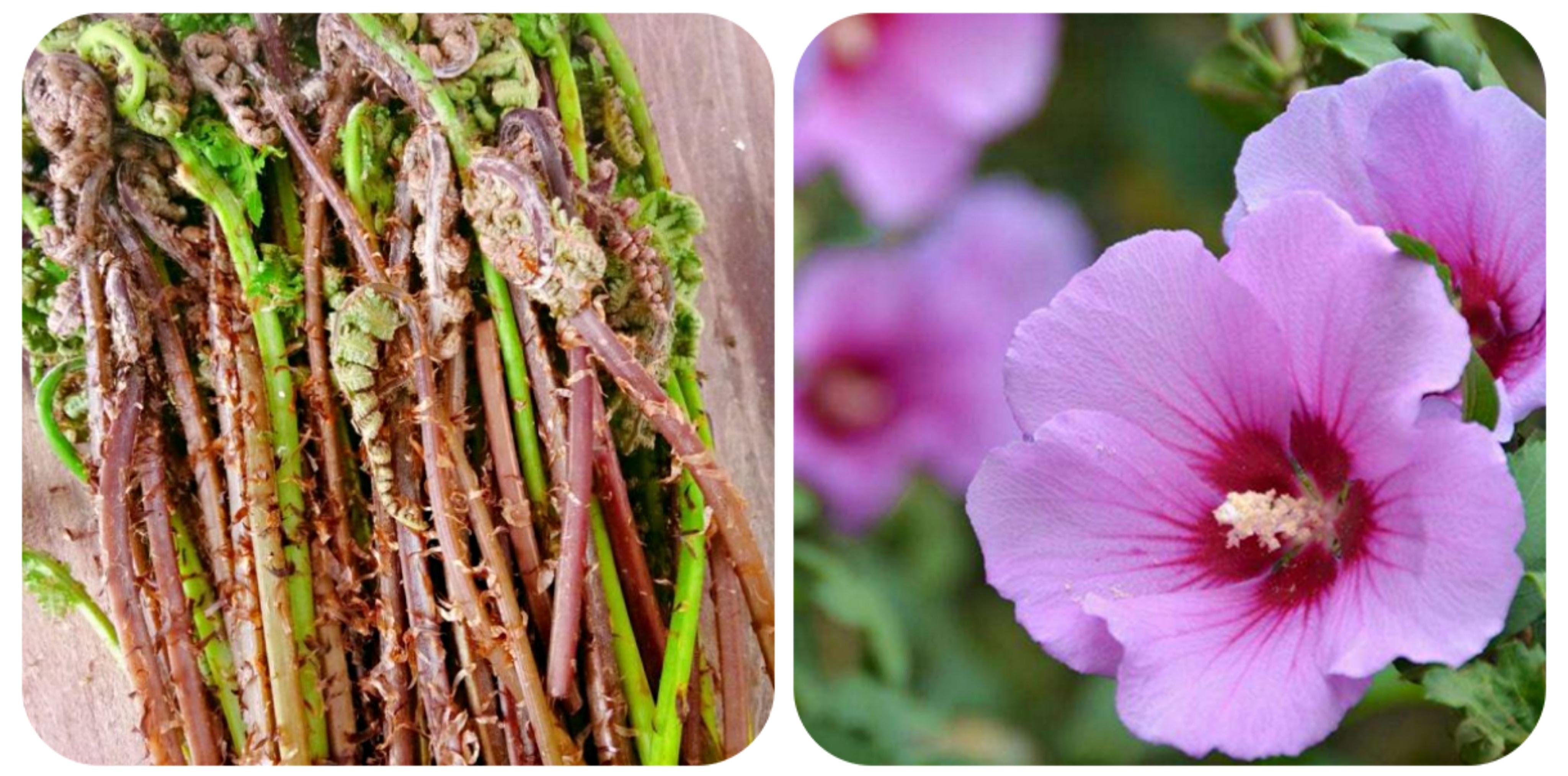 请简单介绍一种野菜(100种野菜名 图谱) - 农业 - 爱宁信息网