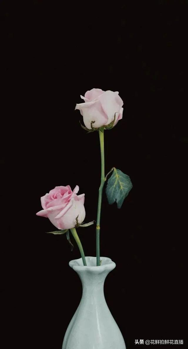 玫瑰花的寓意，玫瑰日常养护打理技巧（黄玫瑰花语象征与寓意）