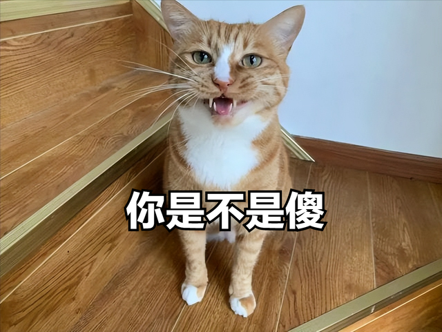喵喵喵是什么梗，彩虹猫是什么梗（主人模仿猫咪“喵喵叫”时）