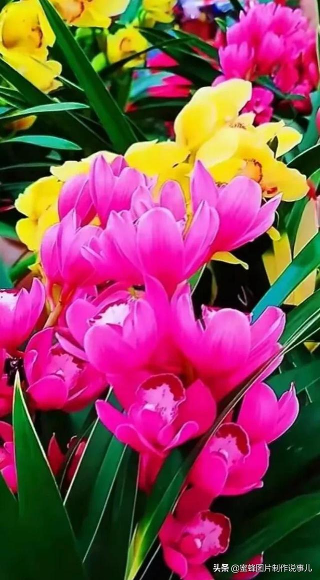 风景美图，风景美图壁纸（鲜花争艳，美景如画，过目不忘）