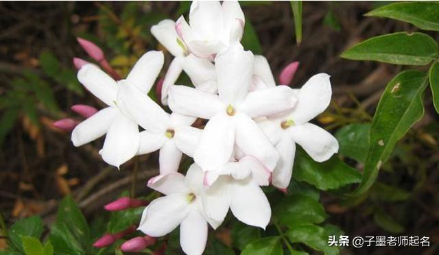 特殊又好听的花名，艺名 女 简单气质（清丽不俗的花名用作女孩名字）