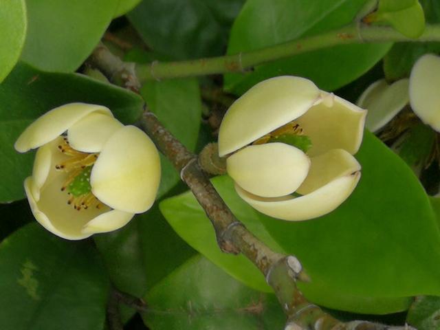 含笑花什么时候开花，分享图片——深山里（含笑花何时开花）