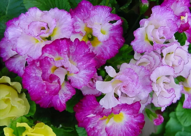 花，花好月圆人长久（72种鲜花欣赏图片）