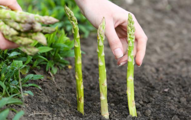 西芹和芹菜的区别，西芹和芹菜的区别图片（10种“省心菜”）