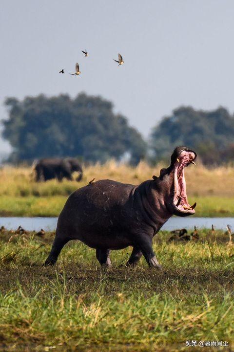 有哪几种动物名字，地球上30种最极端的动物