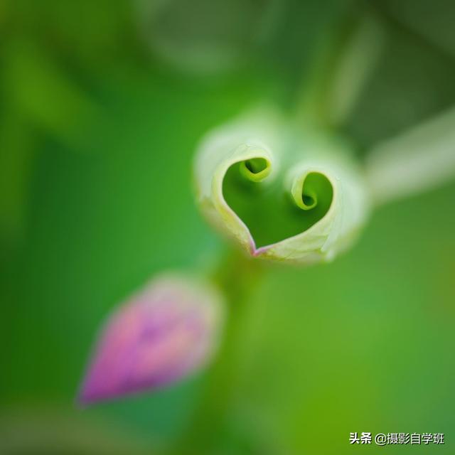 荷花拍照10个技巧，帮你把荷花拍得不一般