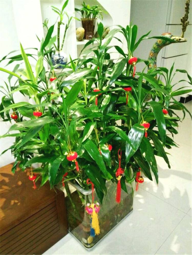 客厅放什么花旺财(客厅旺财旺运植物)-娱宸网