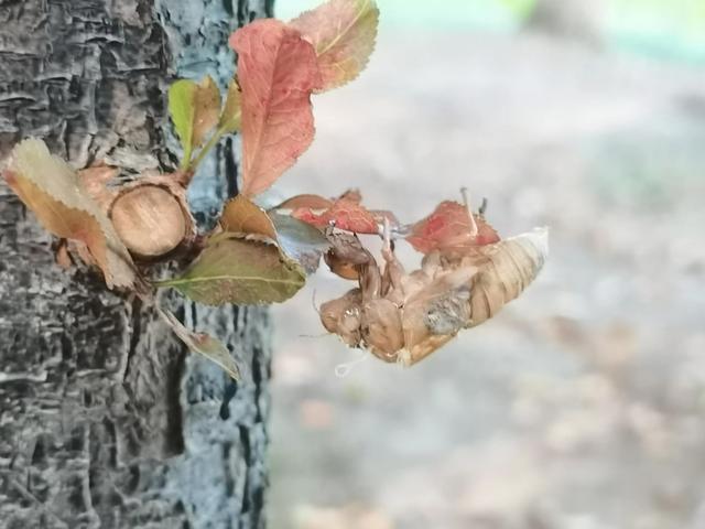 蝉蜕的功效与作用，蝉蜕的作用与功效（蝉蜕：高风亮节，破茧重生之美）