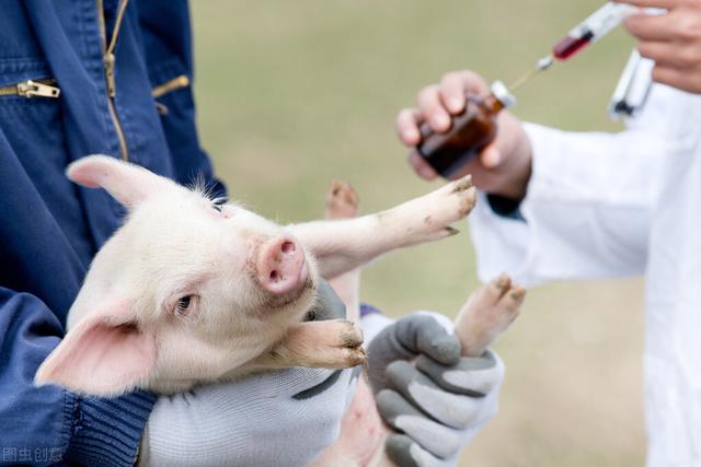 狂犬疫苗什么时候打，幼犬狂犬疫苗什么时候打（狂犬疫苗哪里打？我来告诉你）