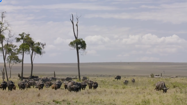 野生动物之野牛，非洲野牛和狮子谁厉害（被狮群围攻后上演绝地反击）