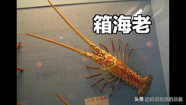 小龙虾属于海鲜类吗，小龙虾是海鲜吗（龙虾：从小龙虾到大花龙）