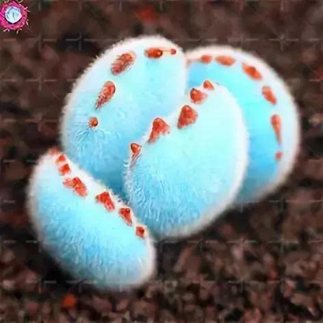 仙人掌开花图片，八种开花勤快的仙人掌植物（40多种罕见的仙人掌开花图）