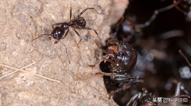 蚂蚁是什么，蚂蚁是什么的搬运工（蚂蚁群落为何能如此庞大）