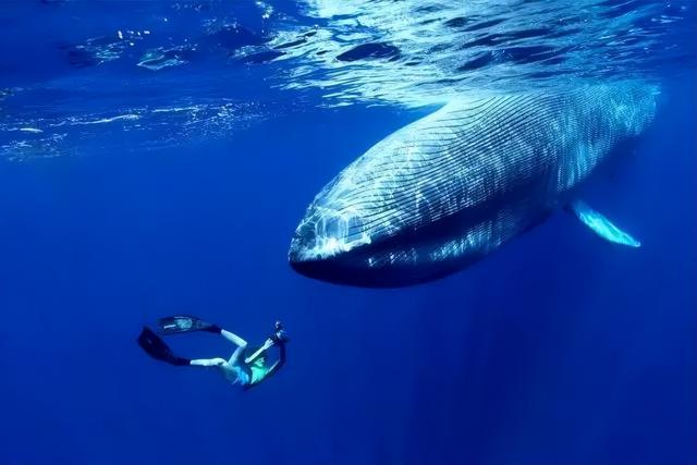 海洋十大霸主排行榜，世界上最可怕的十大海洋生物——虎鲸到底是不是海洋霸主