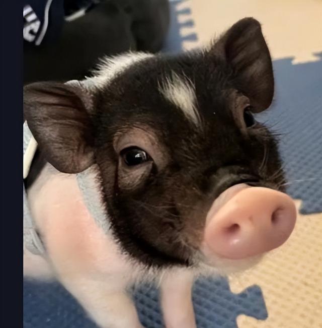 小香猪能长多大，小香猪能长多大图片（养了几个月体型疯狂生长）