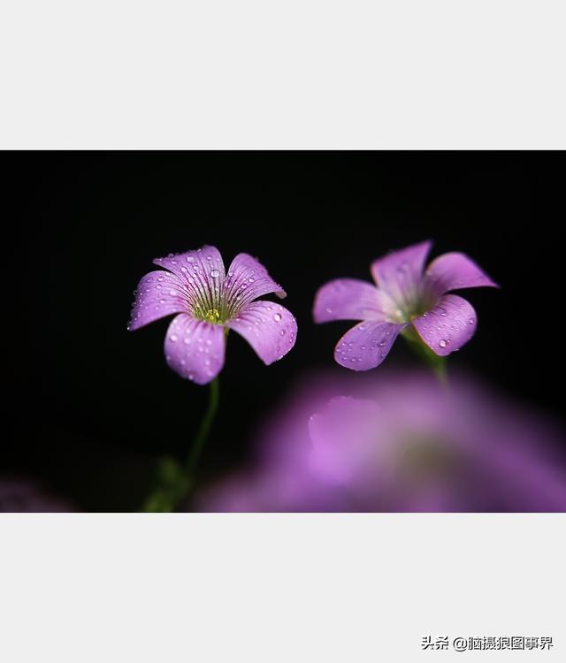 好看的图片。，好看的图片背景（实拍25张唯美的花草照片）