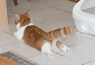 猫咪的尾巴竖起来是什么表现，猫咪像电线杆一样的尾巴可以给我们传递什么信息呢