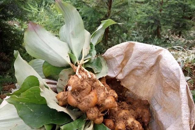 姜的种类和功效，姜的种类和功效和作用（12种姜科的辛香料）