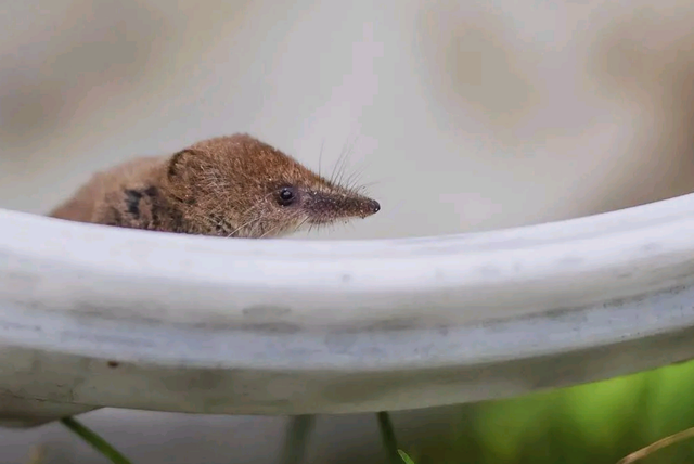 老鼠长什么样子，老鼠长什么样子(文字)（每分钟心脏能跳1200下）