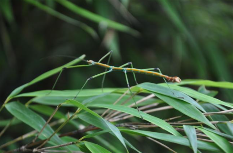 竹节虫图片（竹节虫的特点与习性讲解）