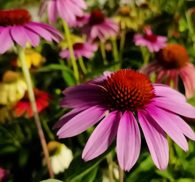 兰花花语心情的句子，兰花开了心情语（一花一世界）