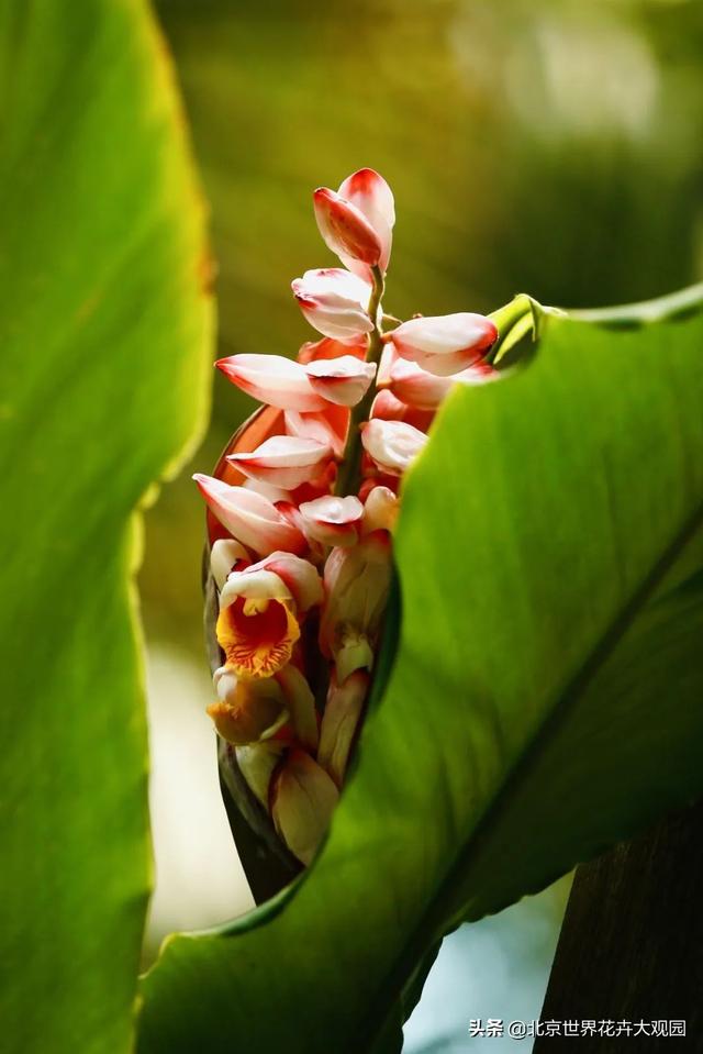 豆蔻年华是形容女生还是男生，豆蔻年华是指女生还是男生（小花仙植物故事会之“豆蔻年华”）