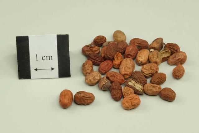 姜的种类和功效，姜的种类和功效和作用（12种姜科的辛香料）