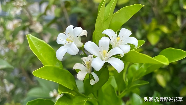 七里香花语，七里香花语象征与寓意（七里香：七里香歌好听）
