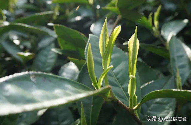 茶叶保质期一般多久，茶叶能保存多久（各类茶叶的保质期是多久）