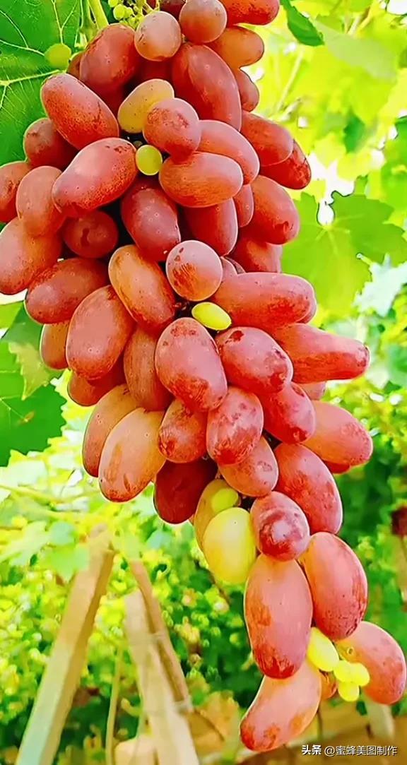 四个季节各有什么水果和蔬菜，四个季节各有什么水果和蔬菜和水果（60张水果蔬菜壁纸美图）