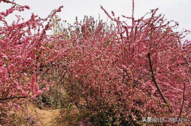 玉泉山樱花节午饭在哪里吃合适，2021-04-15