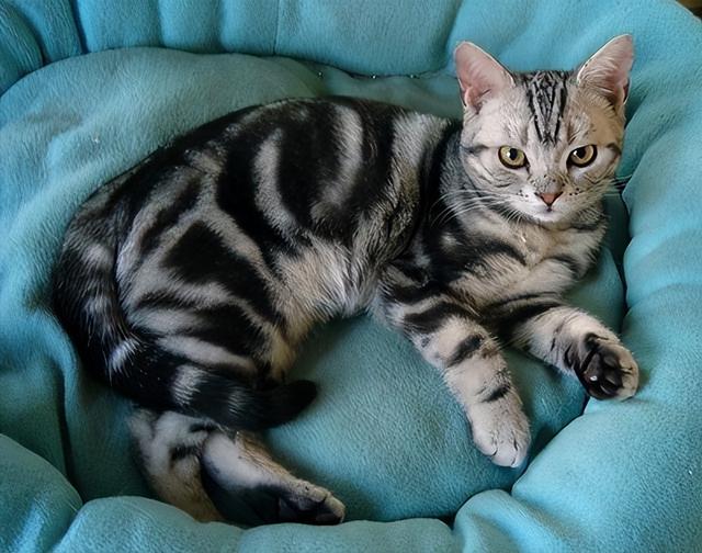 最可爱好养的小动物，猫界最值得养的6种猫
