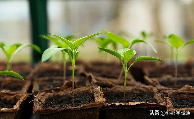 夏天房间如何降温8个小妙招，夏天房间如何降温8个小妙招图片（在没有空调的情况下为房间降温的）