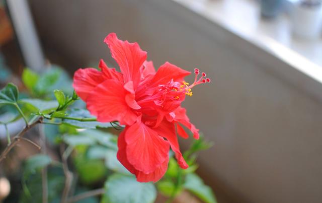 什么花在夏天开，夏天开的花有哪些（夏天就养3种花）