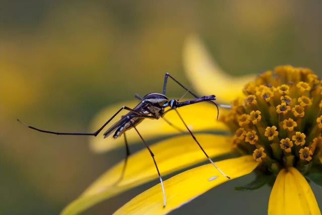 花蚊子，个头不大毒性强（花蚊子怎么消灭掉）