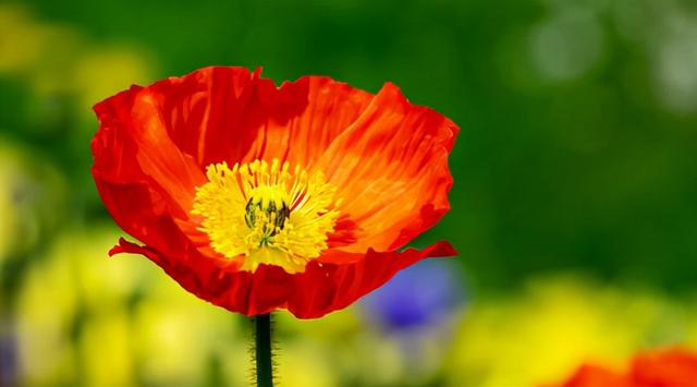 花，花好月圆人长久（72种鲜花欣赏图片）