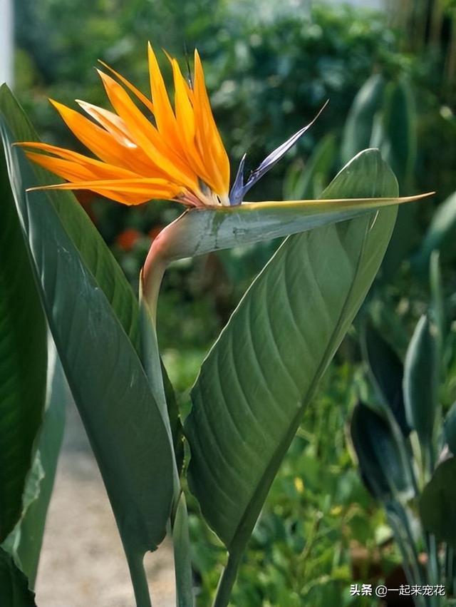 植物的叶子还有什么作用，植物的叶子还有什么作用和功能（5种叶子好看的植物）