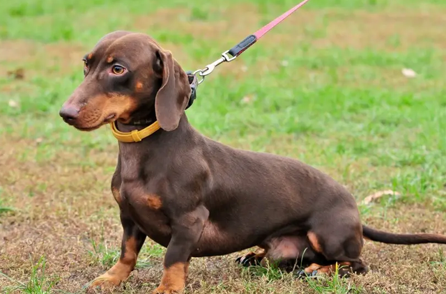 腊肠犬的特点，腊肠犬的种类（看完腊肠犬的优缺点）