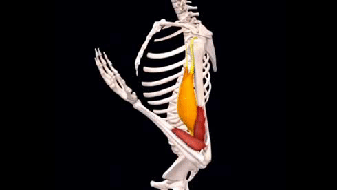 肱二头肌的位置，肱二头肌在哪（人体当中两块二头肌）