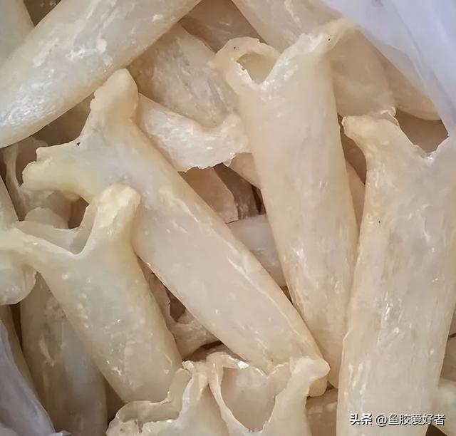 鱼胶是什么，鱼胶是什么鱼身上取的（最便宜的鱼胶是什么鱼胶你知道吗）