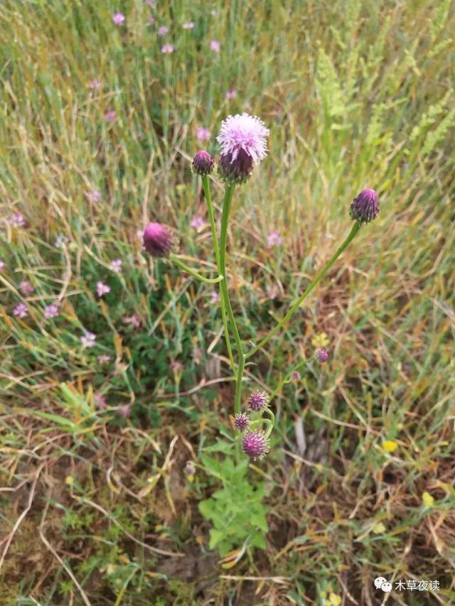 那些四月里开出绚烂花儿的野生植物们，四月有什么花开花