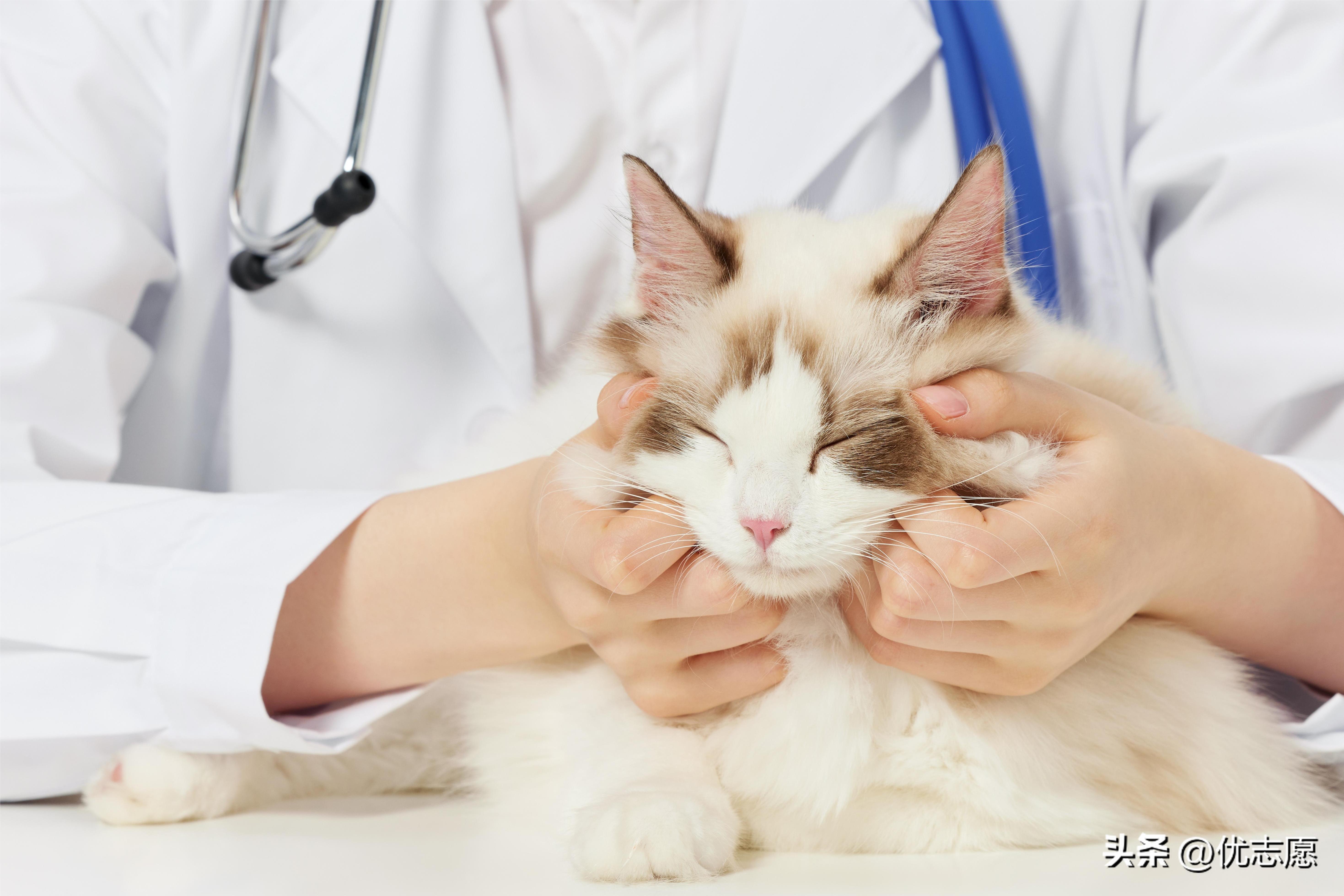 动物医学学校（2022年动物医学类专业计划增加约7）