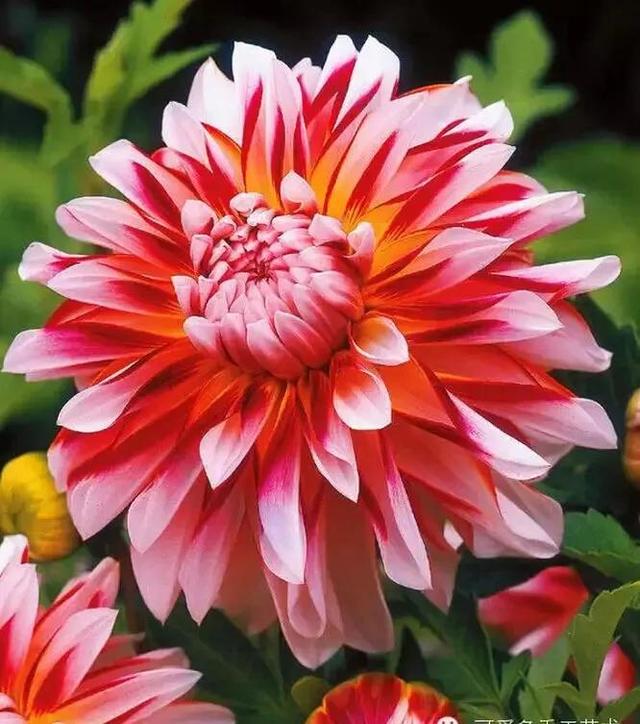 夸赞女人漂亮的句子，夸女人的美言佳句（女人如花，绚烂绽放，活出精彩）