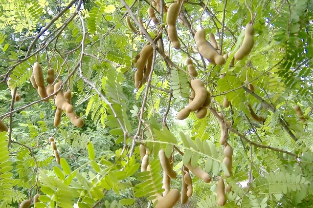 十大最酸的水果，十大高蛋白食物水果（四大酸水果横空出“市”）