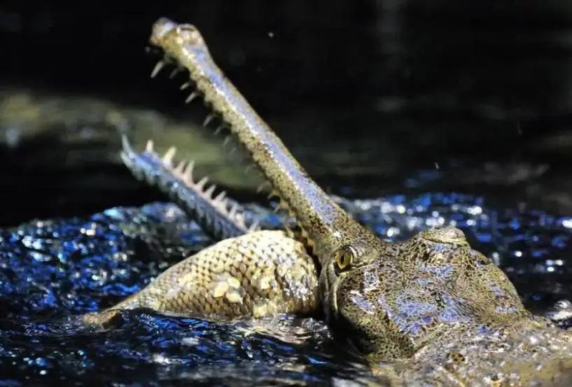 黑凯门鳄(被称为) - 去钓鱼