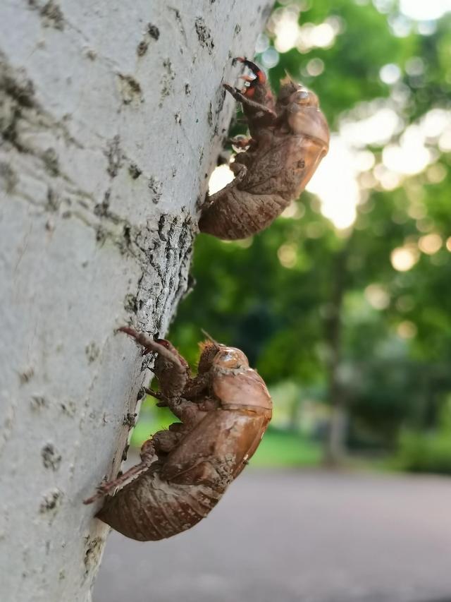 蝉蜕的功效与作用，蝉蜕的作用与功效（蝉蜕：高风亮节，破茧重生之美）